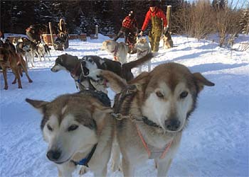 Randonne en traneau  chiens