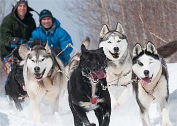 Balade en chiens de traneau