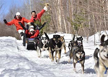 Randonne en traneau  chiens