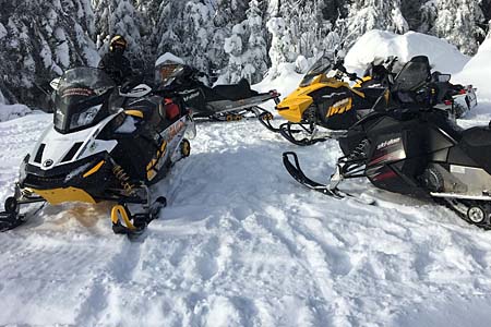 Chiens de traneau au repos