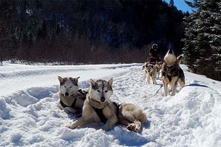 Chiens de traneau au repos