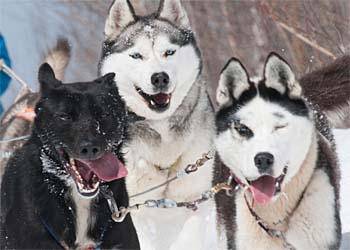 Trio de chiens de traneau